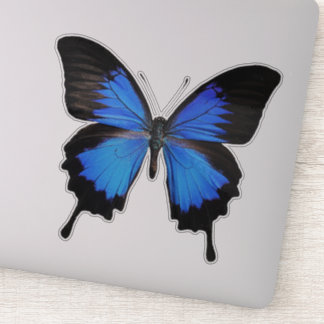 Blue Butterfly 3