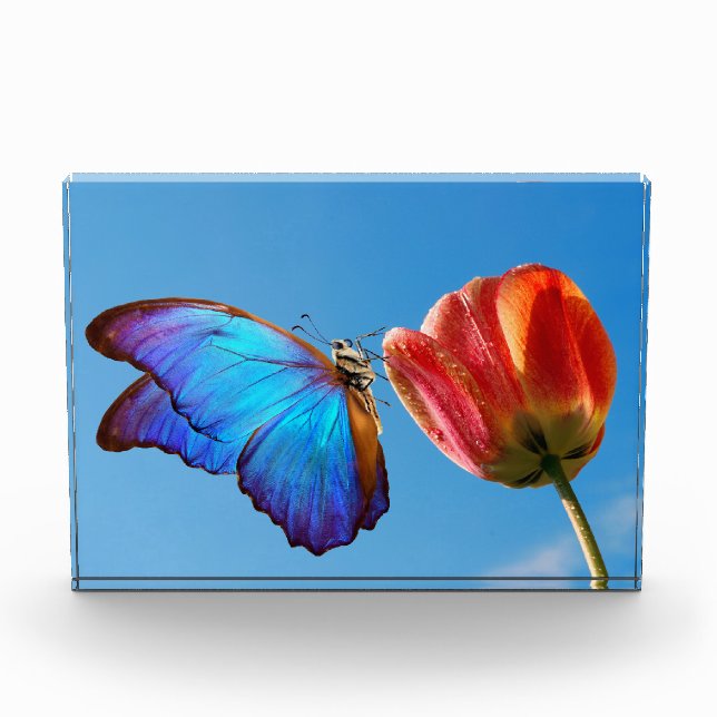 Blue Butterfly and Red Tulip Photo Block (Front)