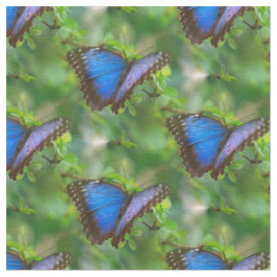 Blue Butterfly Fabric