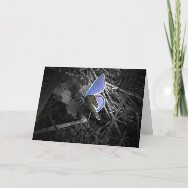 blue butterfly greeting card (Front)