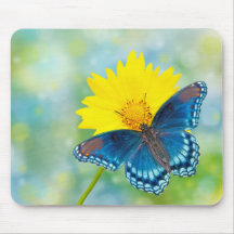 Blue Butterfly