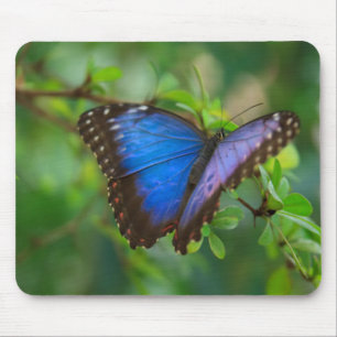 Blue Butterfly Mouse Mat