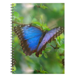 Blue Butterfly Notebook