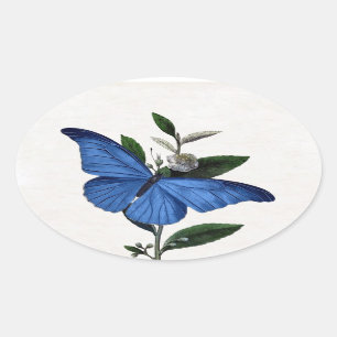 Blue Butterfly Oval Sticker