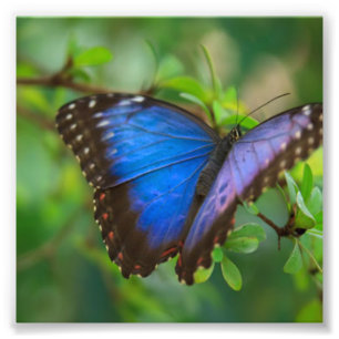 Blue Butterfly Photo Print