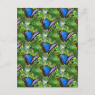 Blue Butterfly Postcard