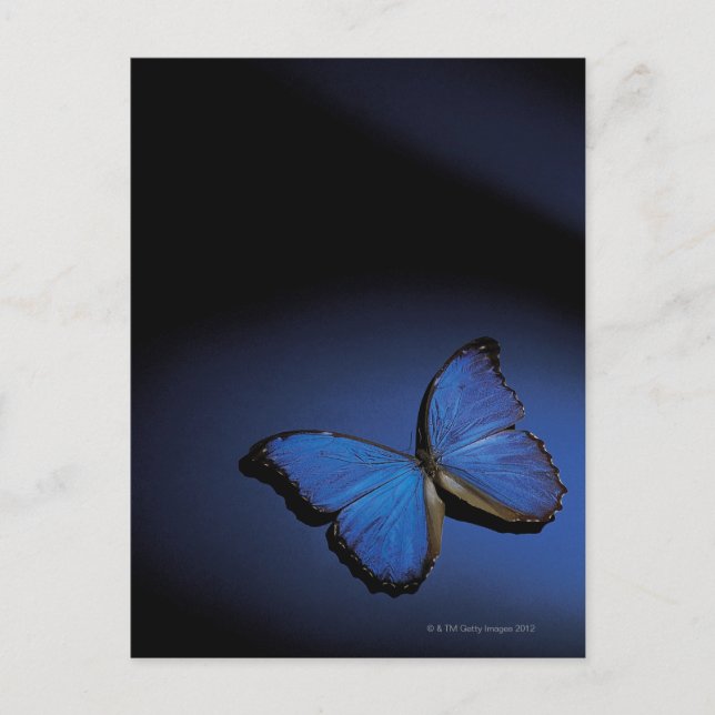 Blue butterfly postcard (Front)