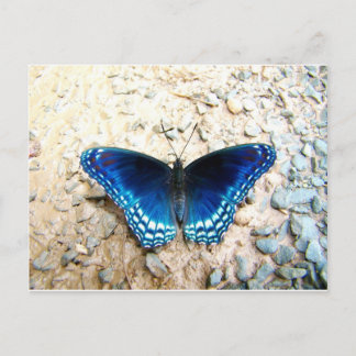 Blue Butterfly Postcard