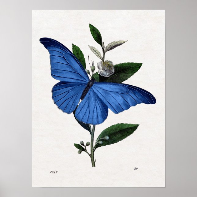 Blue Butterfly Poster (Front)