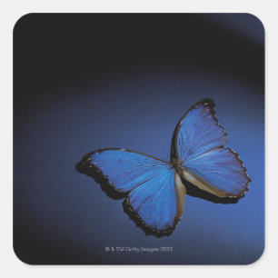 Blue butterfly square sticker