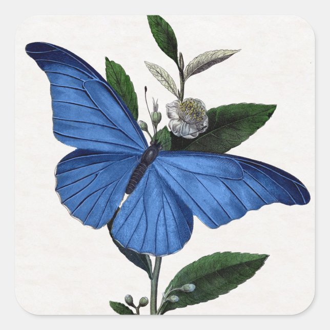 Blue Butterfly Square Sticker (Front)