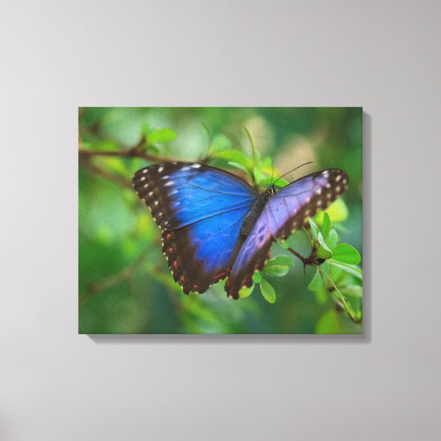 Blue Butterfly Stretched Canvas Print (Front)