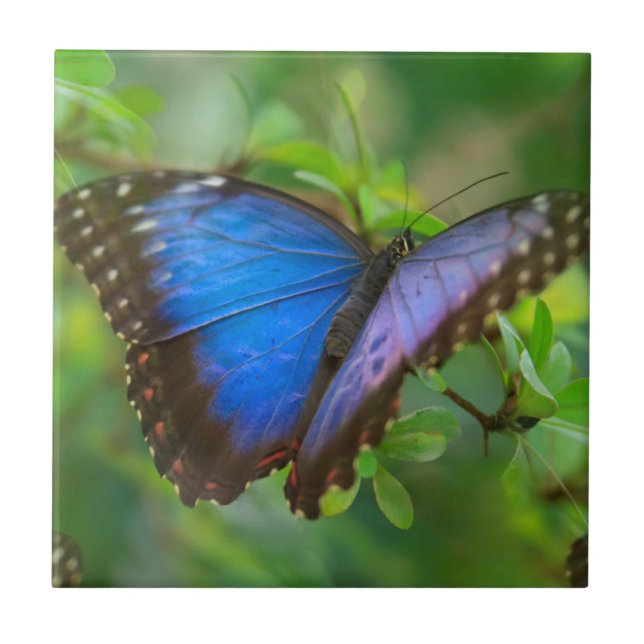 Blue Butterfly Tile (Front)