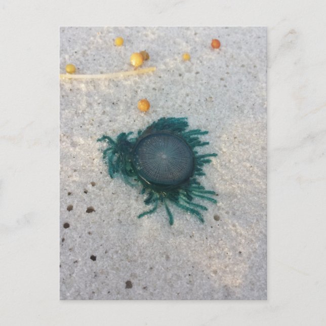 Blue Button Jellyfish (porpita porpita). Postcard (Front)