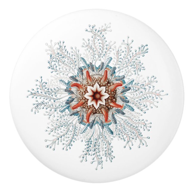 Blue button sea creature ceramic knob (Front)