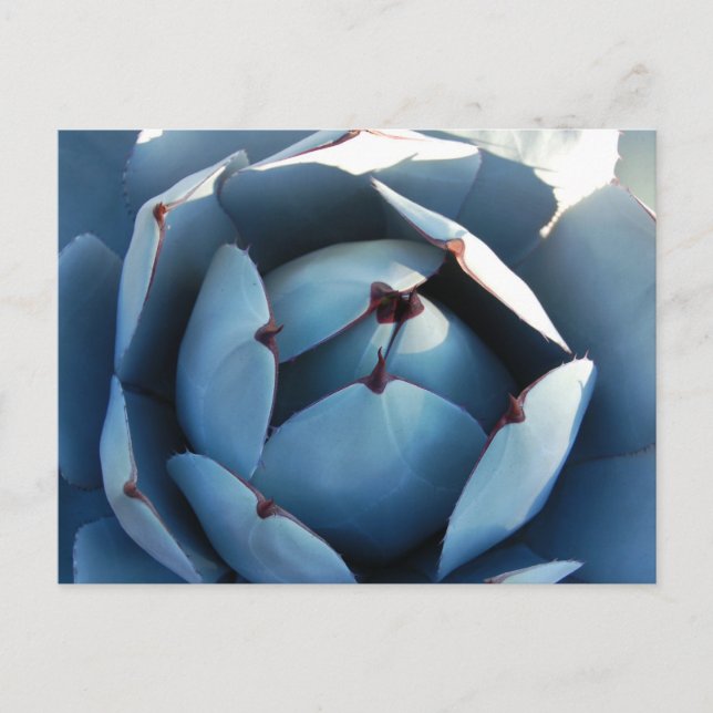 Blue Cactus Postcard (Front)