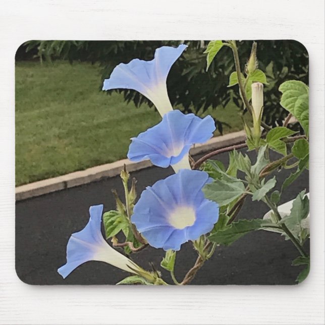 Blue Cascade Morning Glory Close-up Mouse Mat (Front)