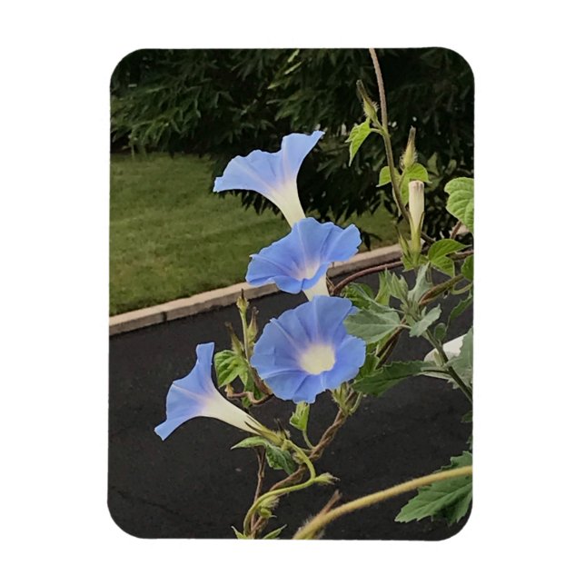 Blue Cascade Morning Glory Magnet (Vertical)