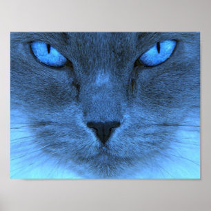 Blue Cat Poster