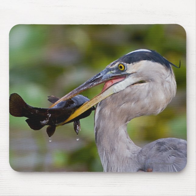 Blue Catfish Mouse Mat (Front)