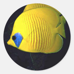 Blue cheed (masked) butterfly fish, Red Sea, Egypt Classic Round Sticker