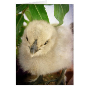 Blue Chick