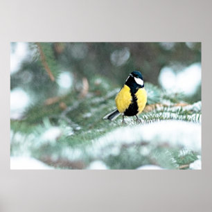Blue Chickadee On Green Spruce Tree Poster