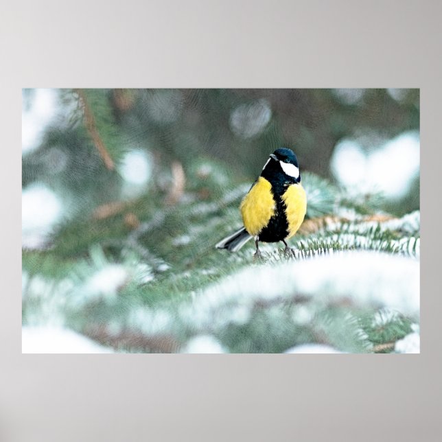 Blue Chickadee On Green Spruce Tree Poster (Front)