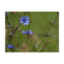 Blue chicory on green meadow.