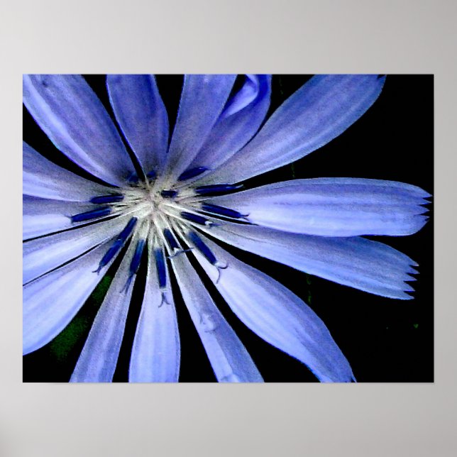 Blue Chicory Wild Flower Poster (Front)