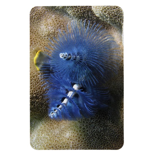 Blue Christmas Tree Worms! On a Magnet! Magnet (Vertical)