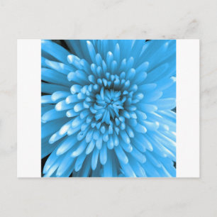 Blue Chrysanthemum Postcard