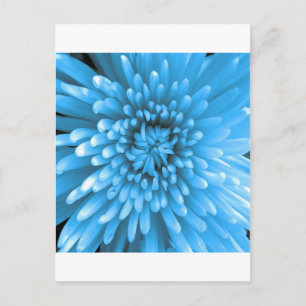 Blue Chrysanthemum Postcard