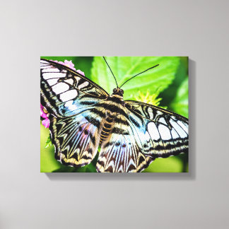 Blue Clipper Butterfly Canvas Print