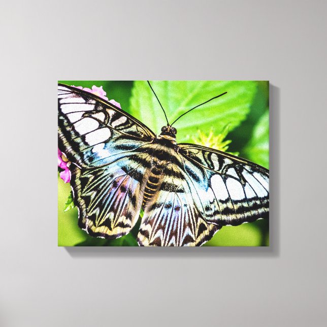 Blue Clipper Butterfly Canvas Print (Front)