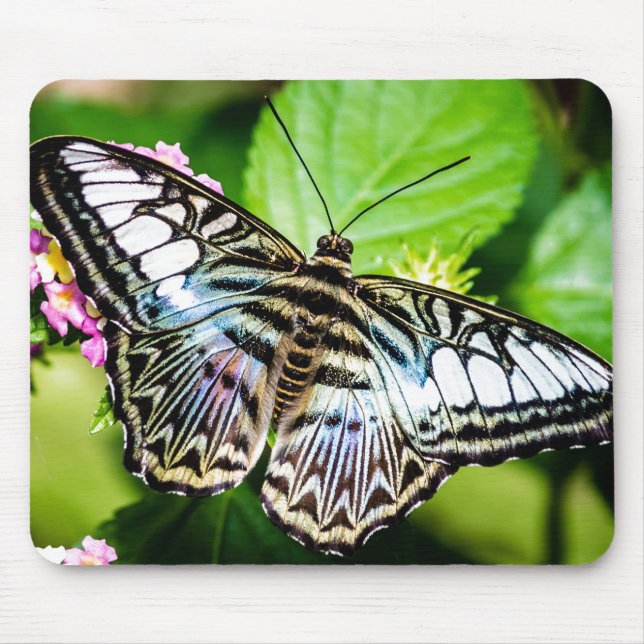 Blue Clipper Butterfly Mouse Mat (Front)