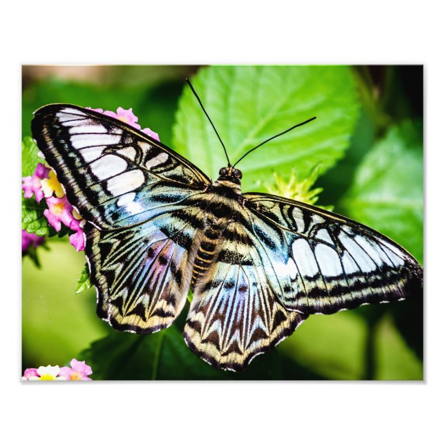 Blue Clipper Butterfly Photo Print (Front)