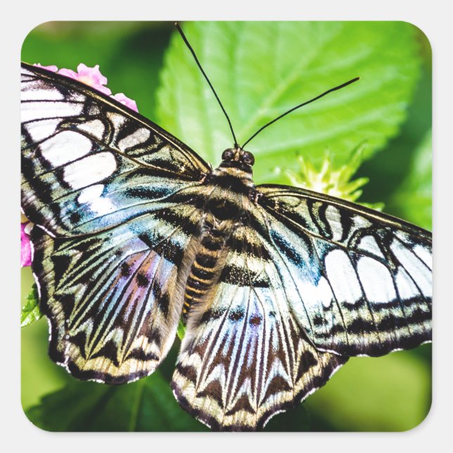 Blue Clipper Butterfly Sticker (Front)