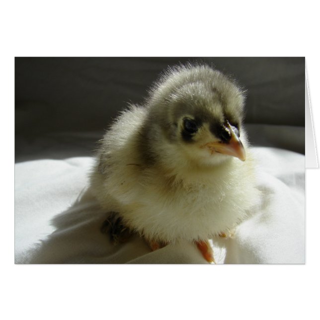 Blue Cochin Chick (Front Horizontal)