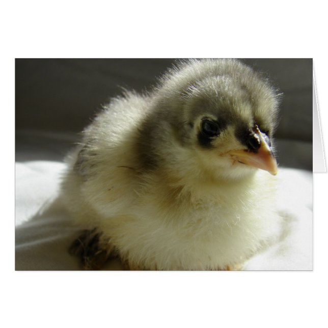 Blue Cochin Chick (Front Horizontal)