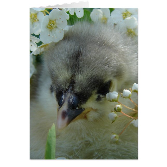 Blue Cochin Chick (Front)