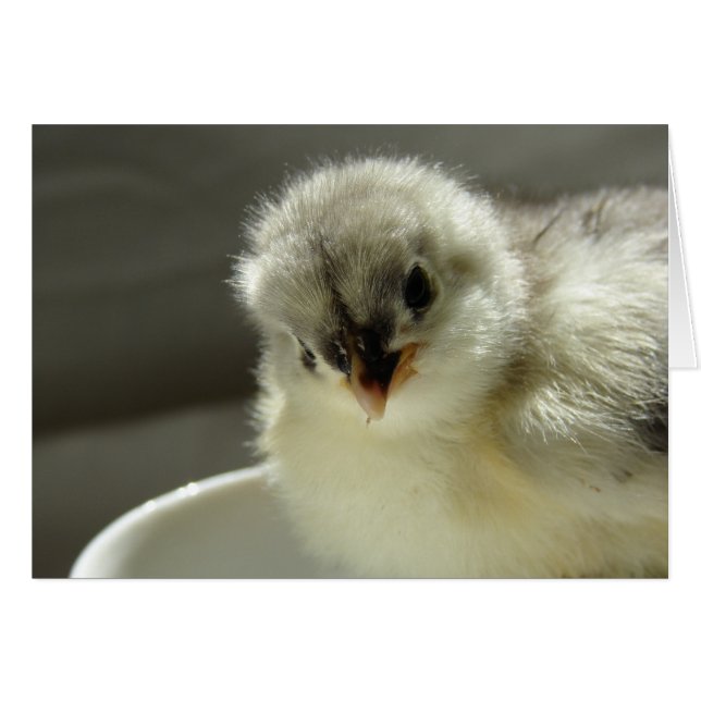 Blue Cochin Chick, Blank All Occassions (Front Horizontal)