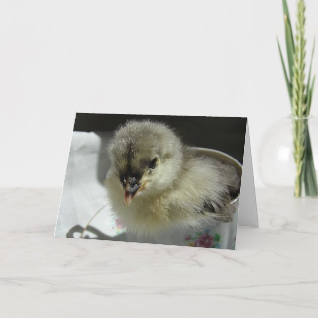 Blue Cochin Chick in a Teacup Card (Front)