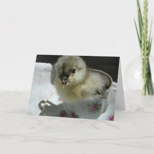 Blue Cochin Chick in a Teacup Card