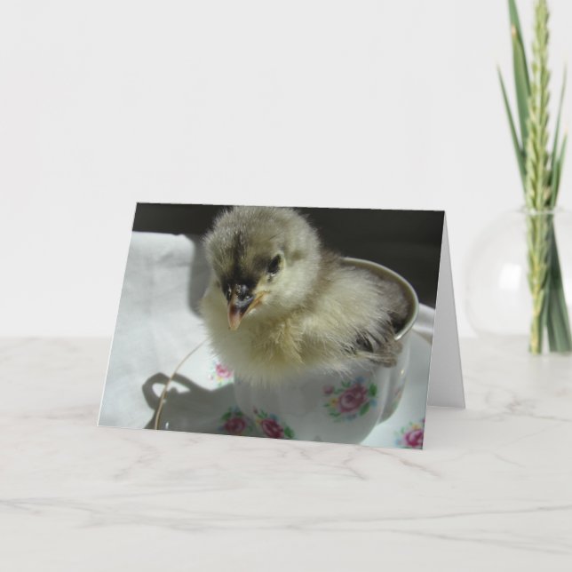 Blue Cochin Chick in a Teacup Card (Front)