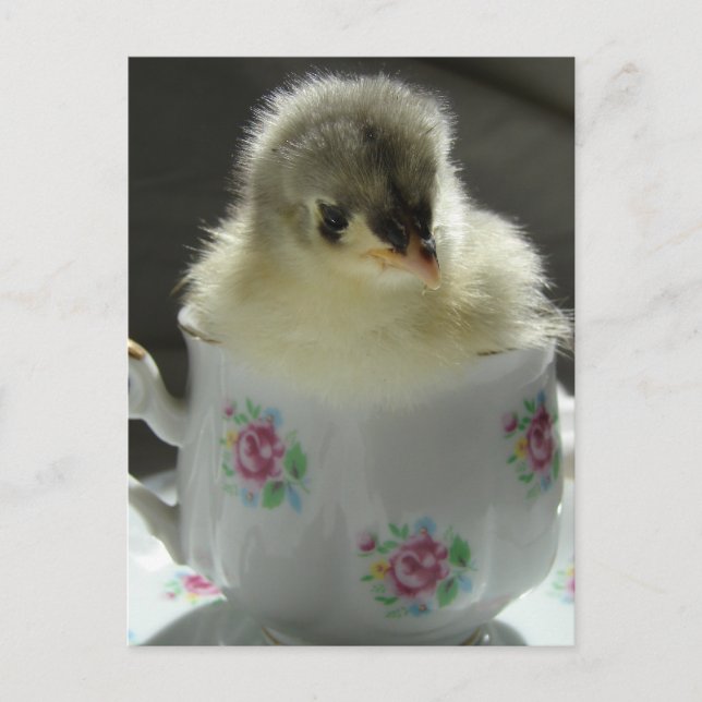 Blue Cochin Chick in Teacup Postcard (Front)