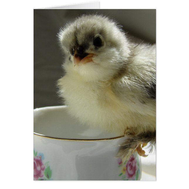 Blue Cochin Chick on Teacup (Front)