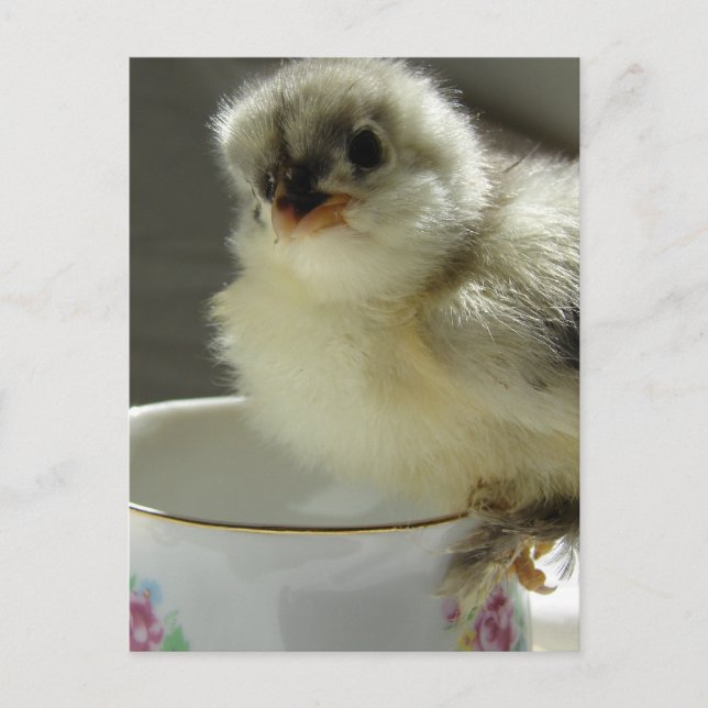 Blue Cochin Chick on Teacup Postcard (Front)