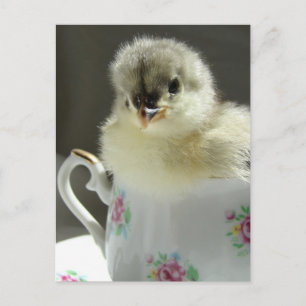 Blue Cochin Chick Postcard