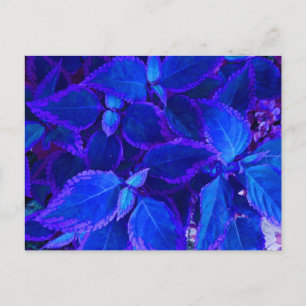 Blue colourized plant coleus postcard